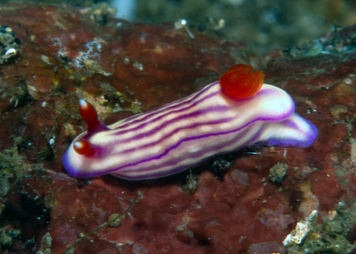 Hypselodoris whitei